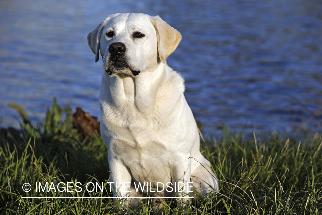 Yellow Labrador Retriever