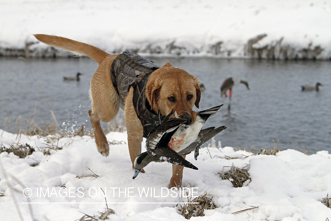 Yellow lab retrieving bagged wigeon drake.