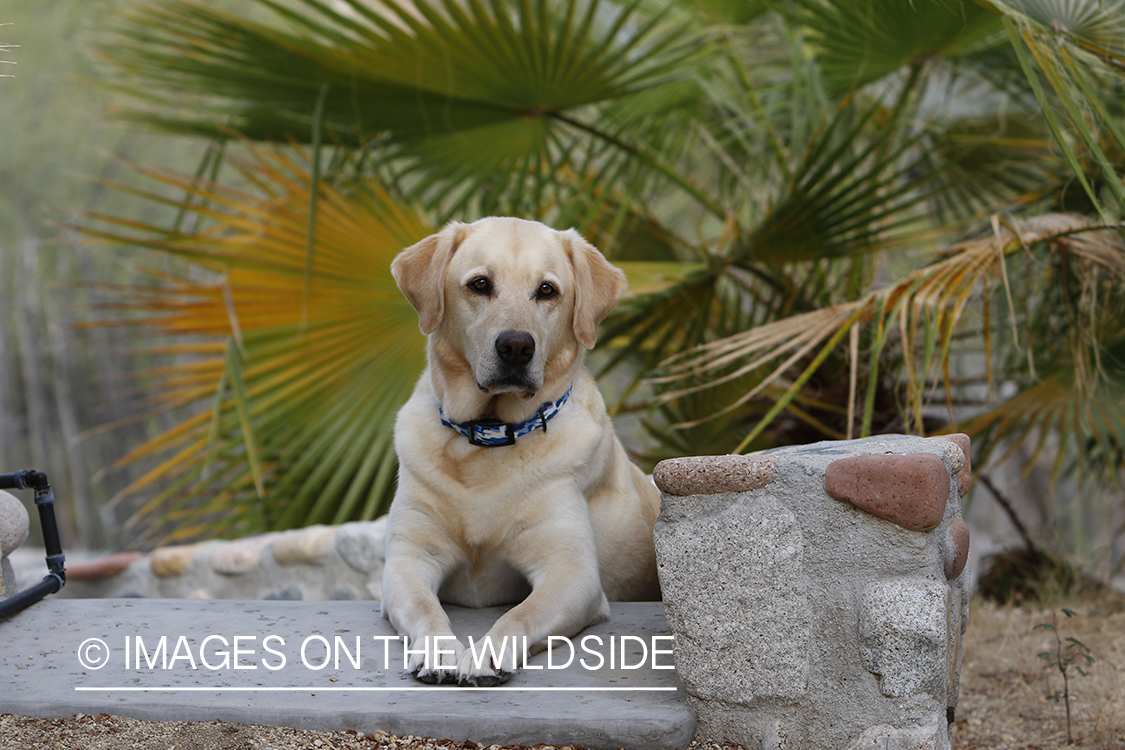 Yellow lab on cobble steps.