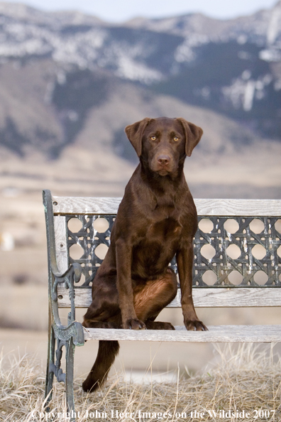 Chocolate Labrador Retriever