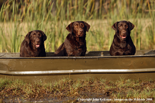 Chocolate Labrador Retrievers in field