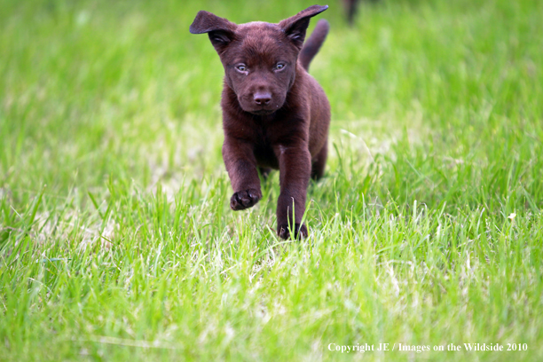 Chocolate Labrador Retriever Puppy