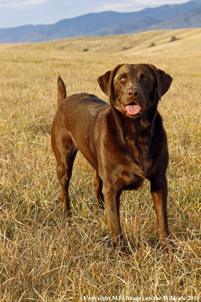 Chocolate Labrador Retriever