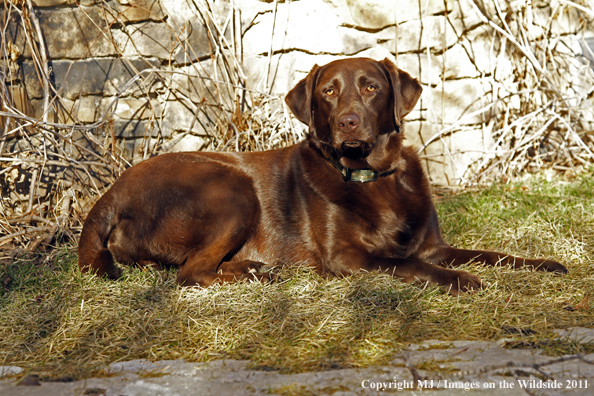 Chocolate Labrador Retriever