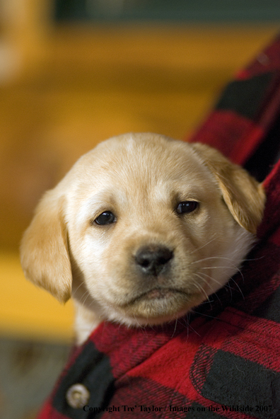 Labrador Puppy