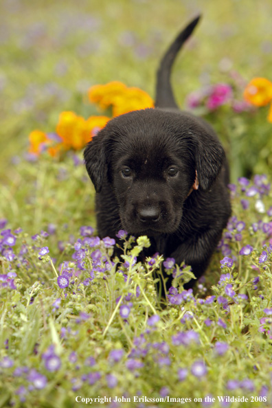 Black Labrador Retriever pup