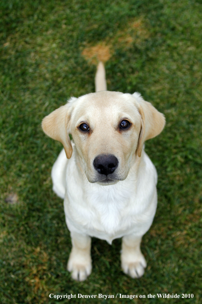 Yellow Labrador Retriever Puppy