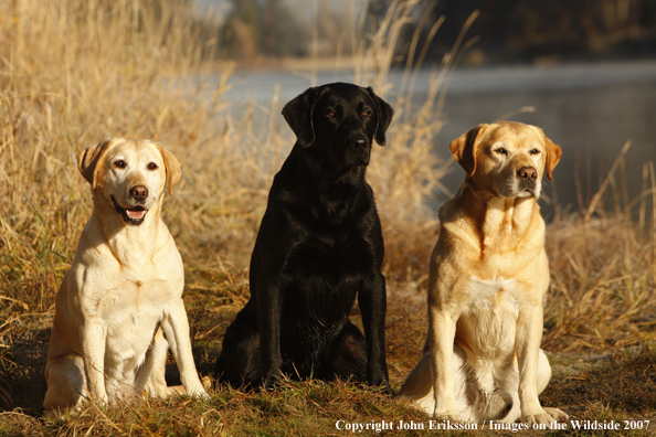 Black and Yellow Labrador Retrievers in field