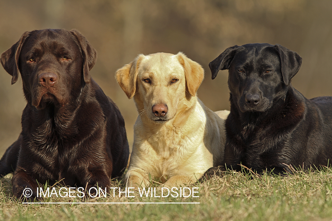 Multi-colored labrador retrievers.