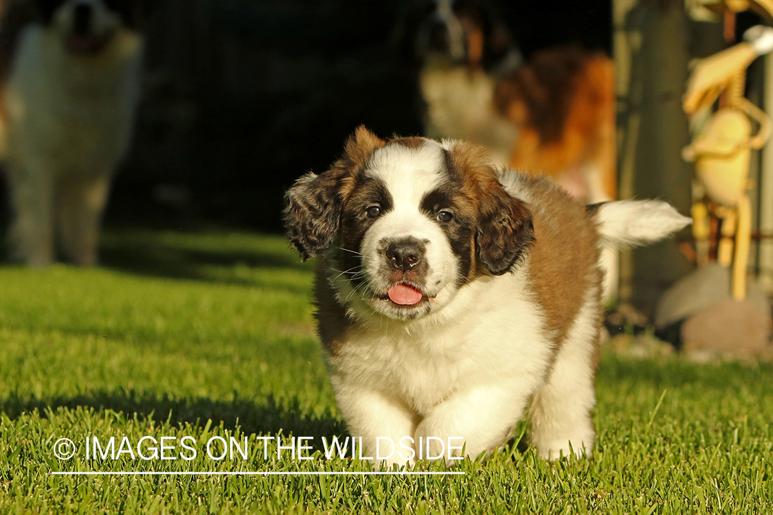 St. Bernard puppy. 