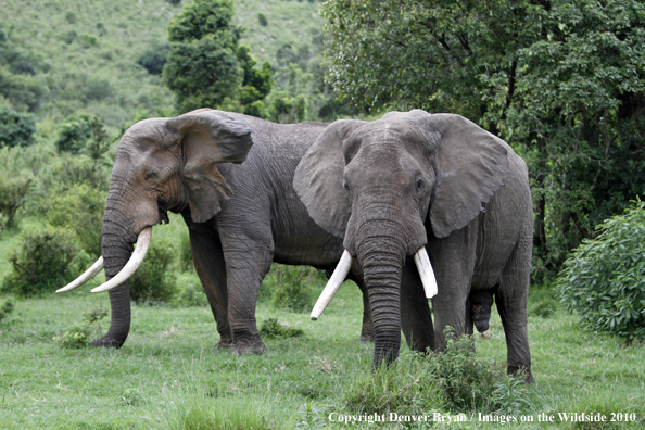 African Bull Elephants 