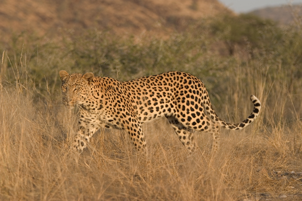 Leopard in habitat. Africa