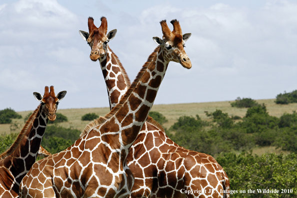 Reticulated Giraffe 