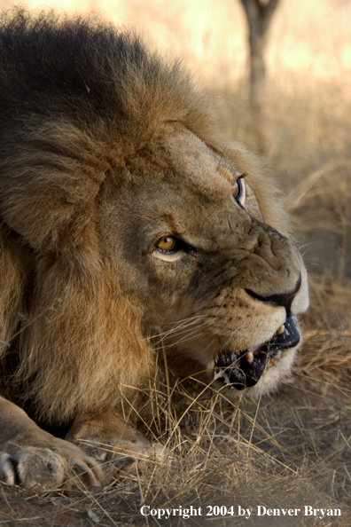 Male African lion in habitat. Africa