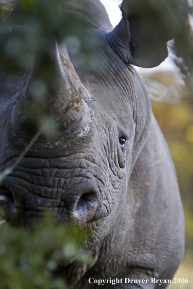 Black rhino in Africa.