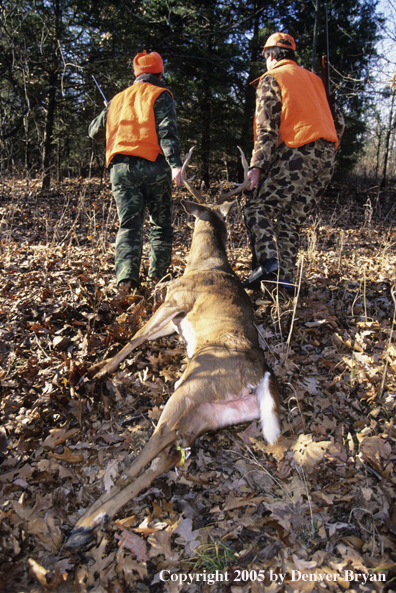 Father and son hunters dragging whitetail deer through the woods.