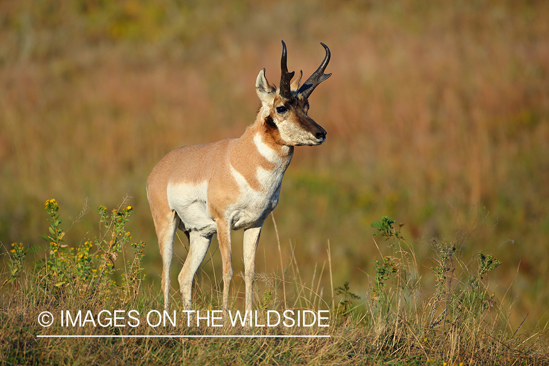 Pronghorn Antelope buck in habitat.