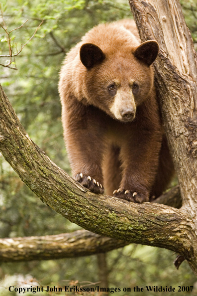 Black bear (brown-phase)