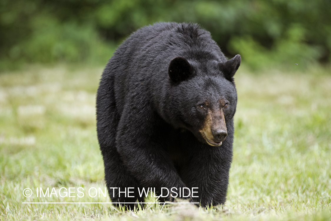 Black Bear in habitat. 