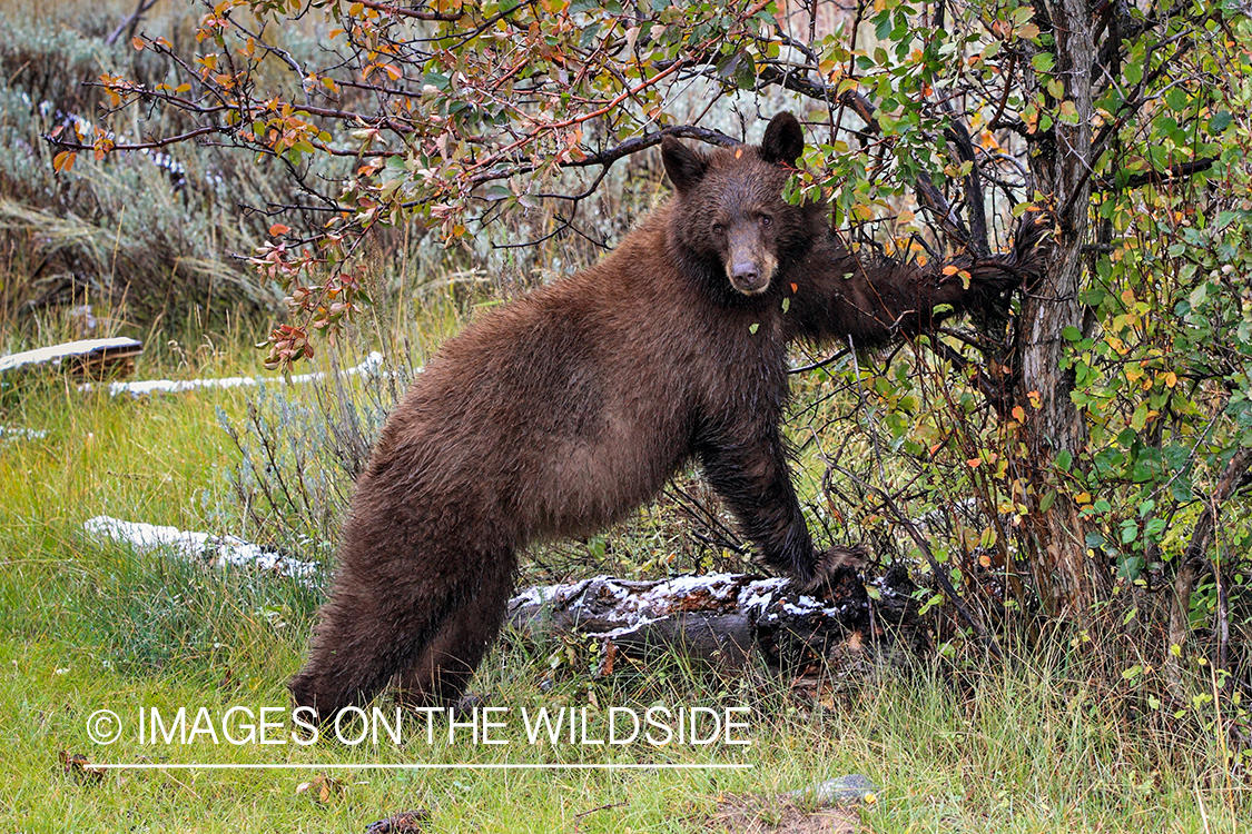 Black bear in habitat.