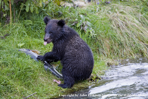 Brown bear cub with salmon near river.