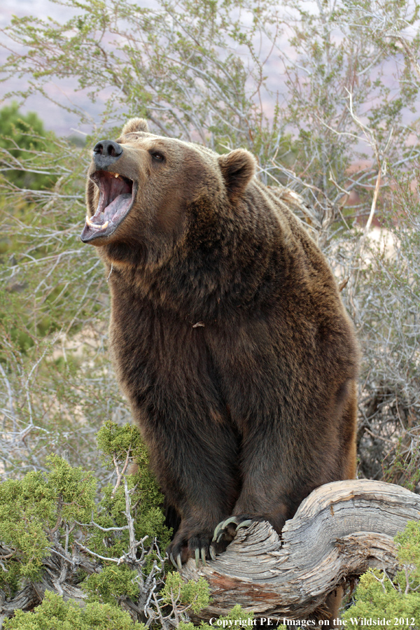 Grizzly Bear growling.