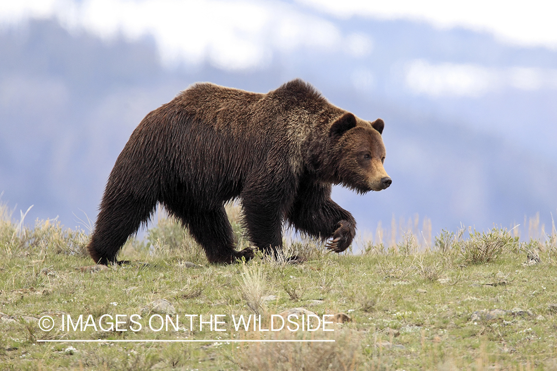 Grizzly Bear in habitat.