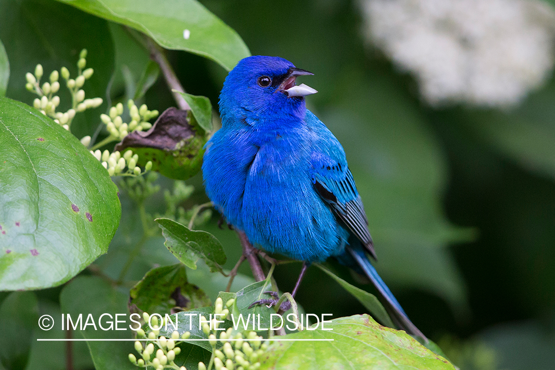 Indigo bunting singing in habitat. 