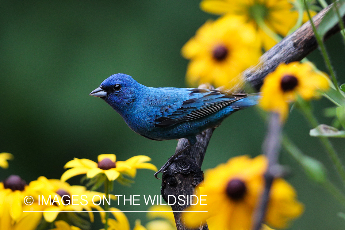 Indigo bunting in habitat.