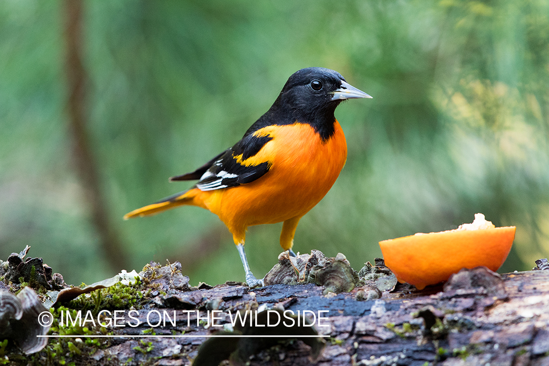 Baltimore Oriole on branch.