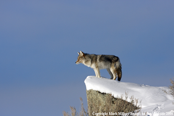 Coyote 