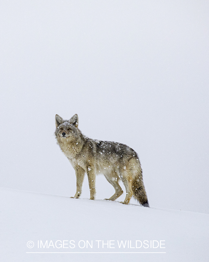 Coyote in snowy habitat.