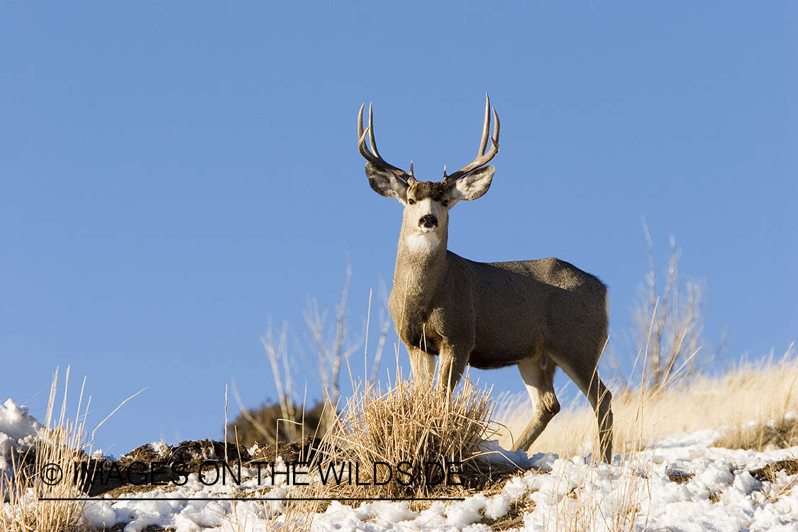 Mule deer in habitat.