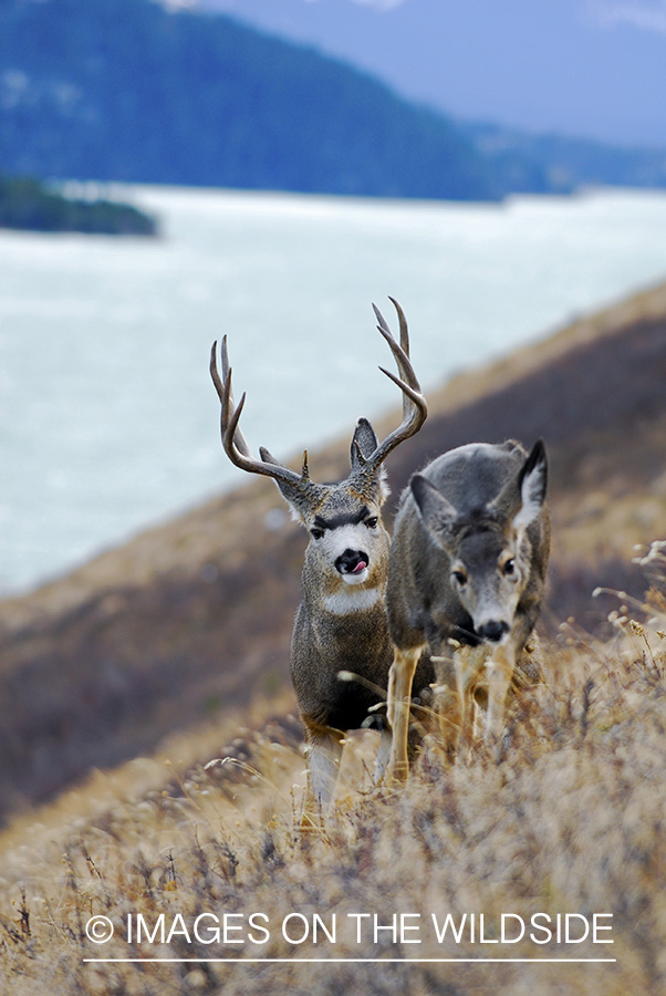 Mule deer 