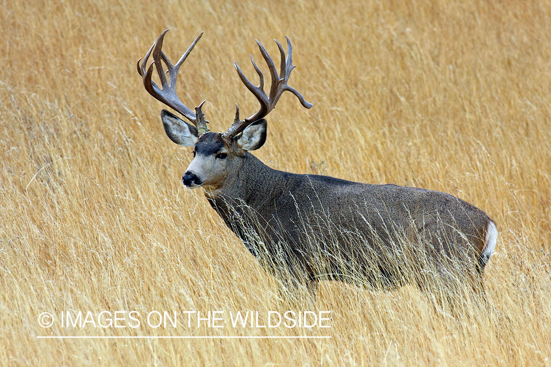 Mule deer buck in habitat. 