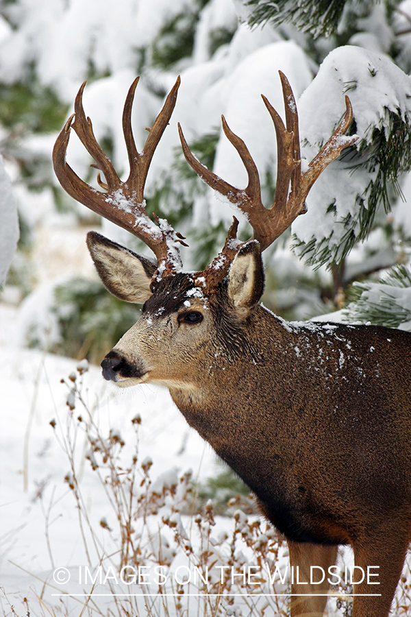 Mule deer buck in habitat. 