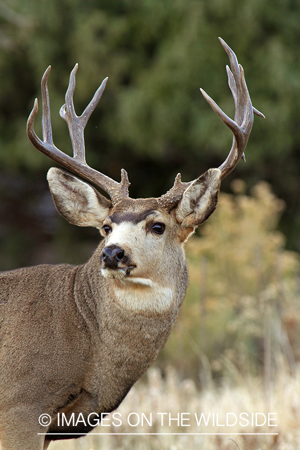 Mule Deer buck in habitat.