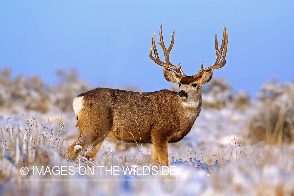 Mule deer buck in snow.