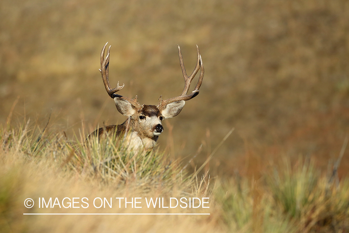 Mule deer buck in habitat. 