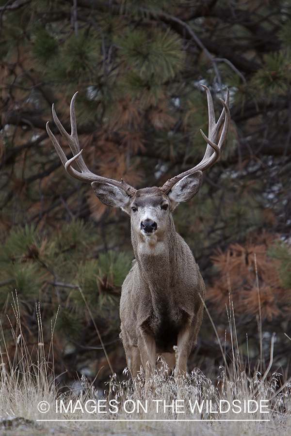 Mule deer buck in field.