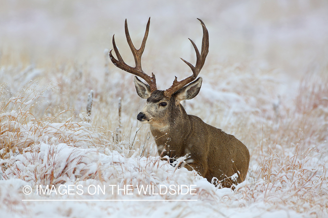 Mule deer buck in winter field.