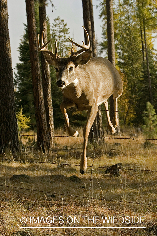 White-tailed deer jumping fence