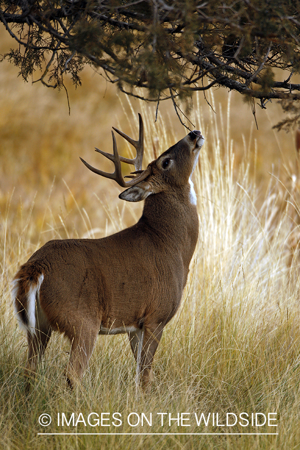 Whitetail Buck in Rut