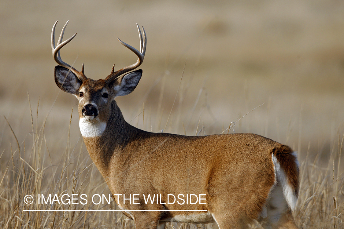 Whitetail Buck