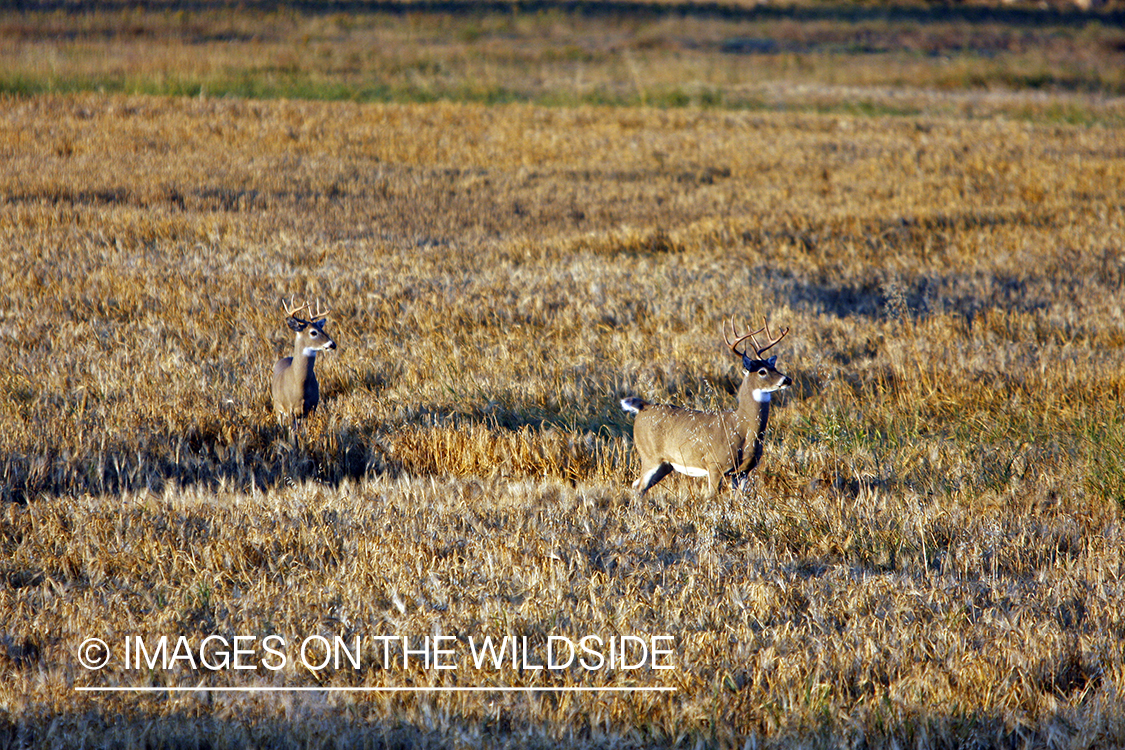 Whitetail bucks if field