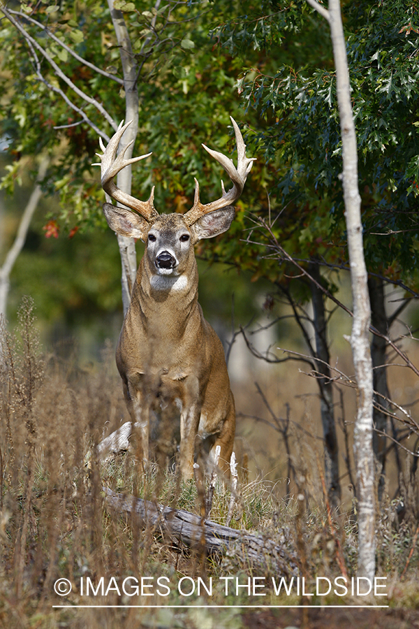 Whitetail buck in habitat