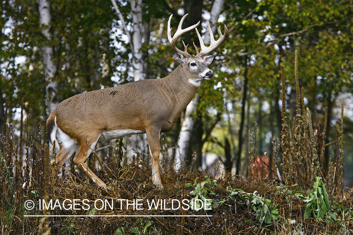 Whitetail buck in habitat