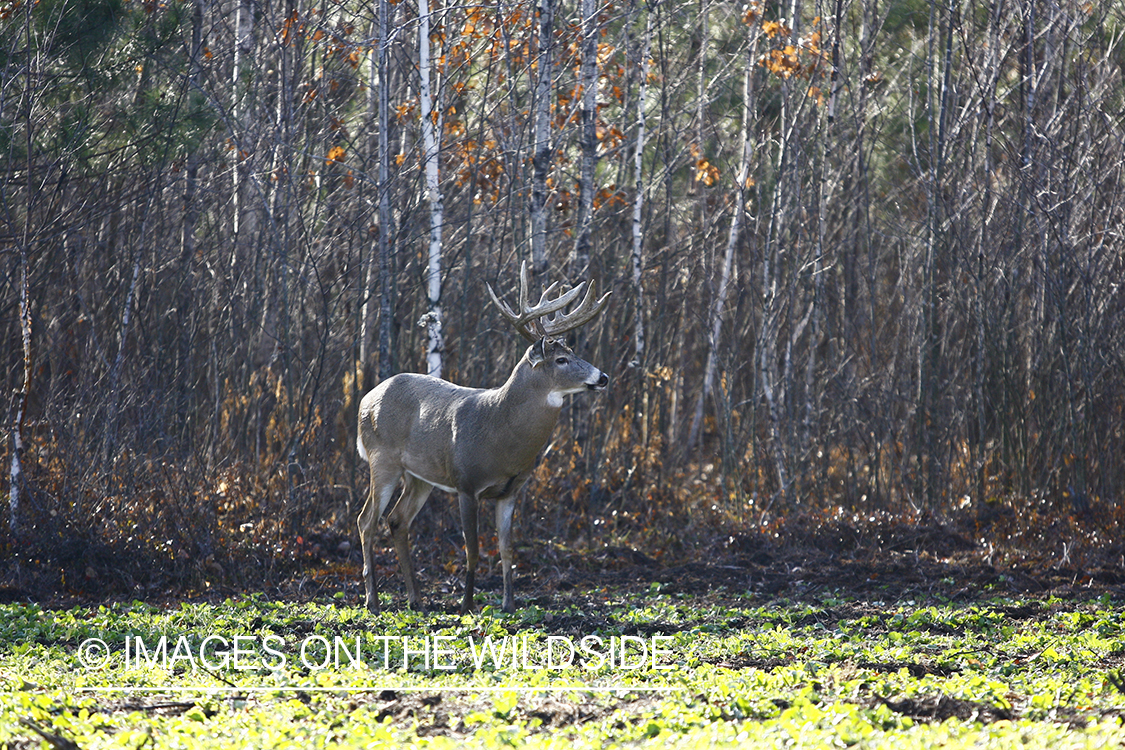 Whitetail buck in habitat