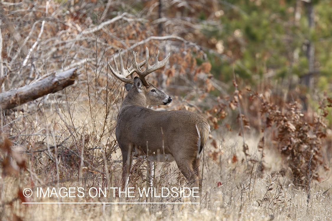 Whitetail buck in habitat.