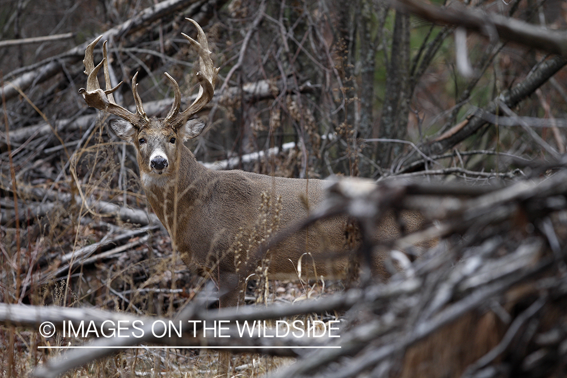 Whitetail buck in habitat.